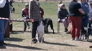 Побывали на выставке собак, пудель и пиренейская горная больше всего нам понравились!!