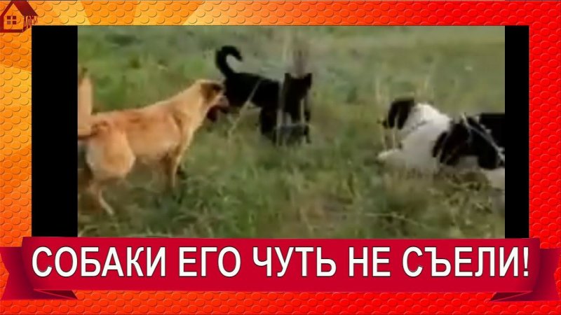 СОБАКИ ЧУТЬ НЕ СЪЕЛИ!!! ОТВАЖНЫЙ МАЛЕНЬКИЙ ПЕСИК СМЕШНЫЕ СОБАКИ