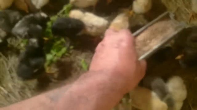 Чем кормить цыплят смотреть онлайн