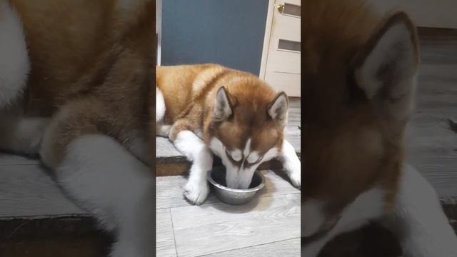 МУКБАНК хаски Байкала смотреть онлайн