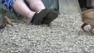 Прикол той терьера, или как разозлить той терьера.