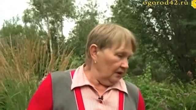 Злаковый сад на обычном садовом участке. Злаки на пике моды смотреть онлайн