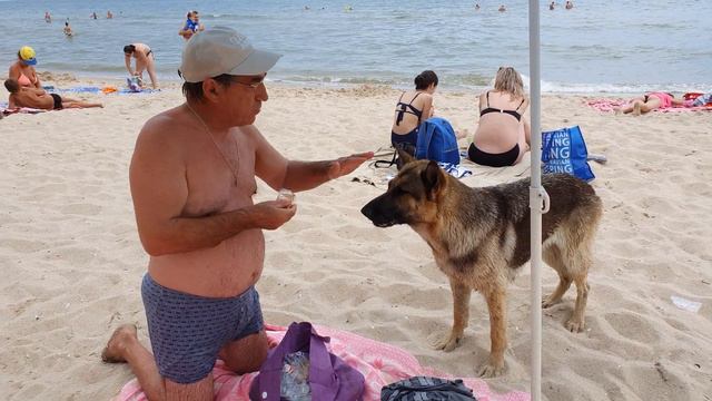 Диалог с овчаркой Никой на пляже в Курортном. смотреть онлайн