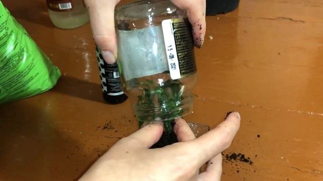 МИРТ вся ПРАВДА. Уход, размножение