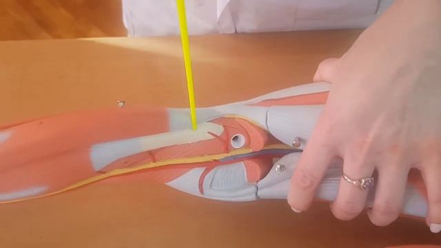 Topography of the leg and foot смотреть онлайн