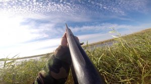 Охота на утку. Утиная охота. Охота на уток 2016. МР-153