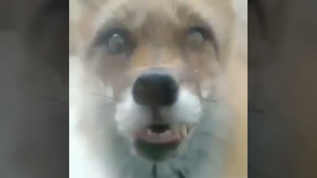 Бешеная лиса смотреть онлайн