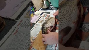 Фарш из карпа на котлетки