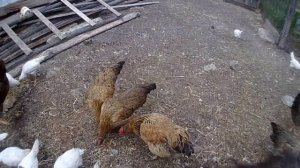 У нас прибавление. Куры породы "Кучинская юбилейная".