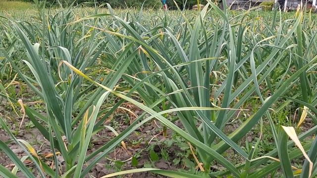 Фузаріоз на часнику!!! Як він проявляється та як запобігти його появі. Грибок який вражає кореневу!