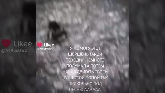 шершенек ?