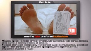 Питон проглотил человека СЛАБОНЕРВНЫМ НЕ СМОТРЕТЬ