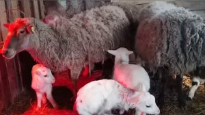 Жизнь маленьких ягнят|Выращивание ягнят| Домашнее овцеводство #sheepfarming
