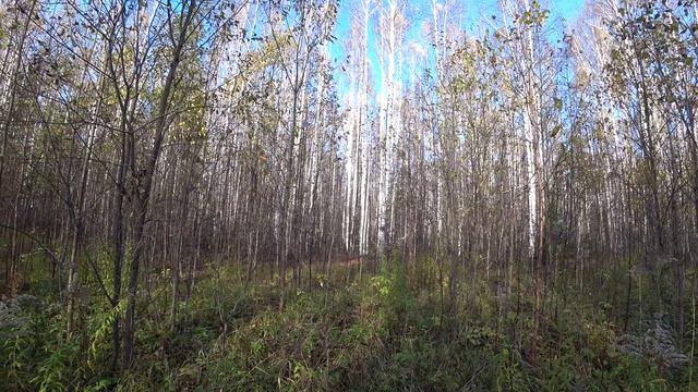 Русская гончая Побудка (Стрелка) (1,5 года). Охота на зайца беляка по чернотропу. Без подъема