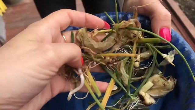 Огурцы по Русски или смешные дачные истории смотреть онлайн