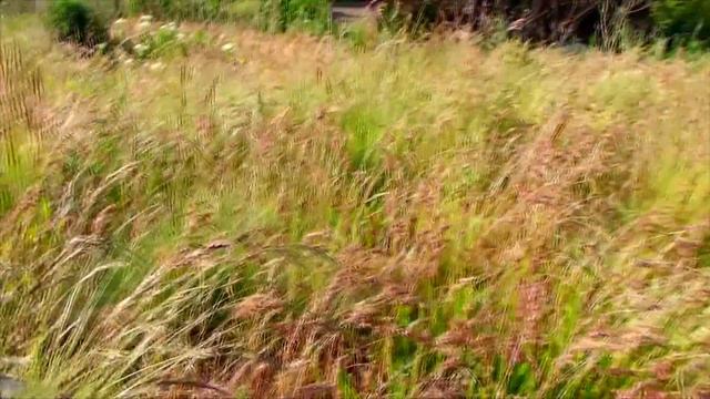 Колосковая травка. Колоски дикорастущих трав. Зелень для попугая. смотреть онлайн