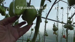 60 лучших сортов томатов - сезон 2021. Часть 2..mp4