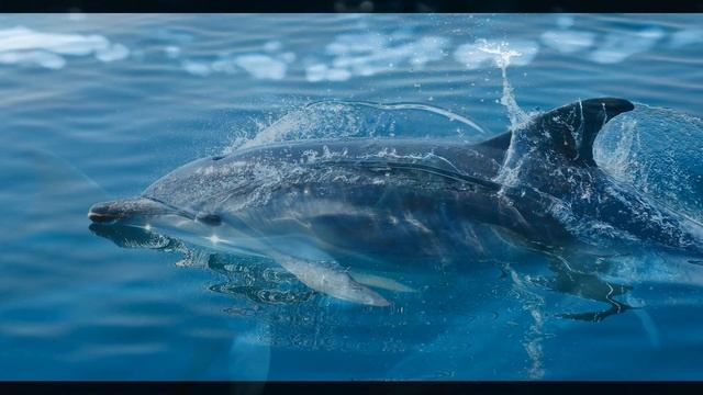 Звуки китов, касаток и дельфинов ??? смотреть онлайн