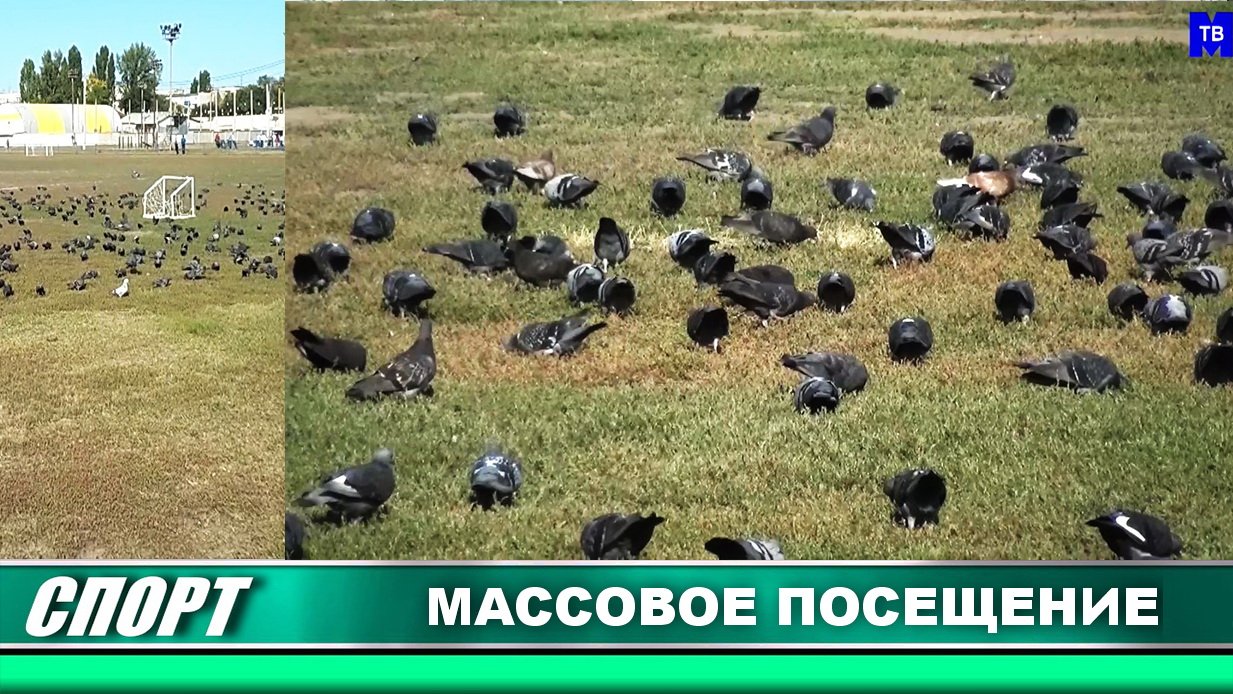 Массовое посещение