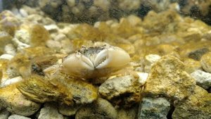 Лиман в аквариуме (бычки )/Estuary in the aquarium (gobies)