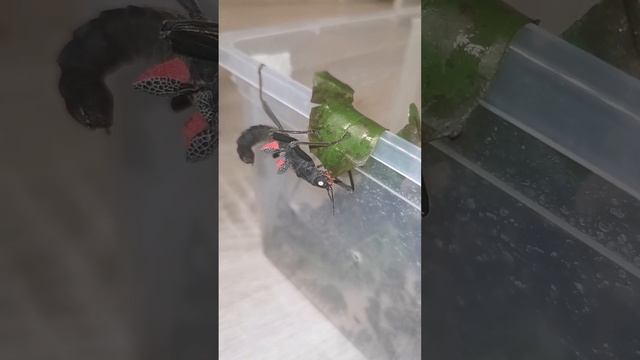 Кордильерский палочник смотреть онлайн