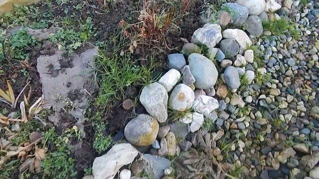 Розы укрыты,но  дел много.Про хвойный опад,агроткань,туи.