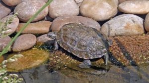 Каспийская Черепаха