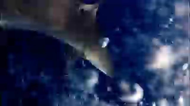 +18 подводная охота, схватка с акулой смотреть онлайн