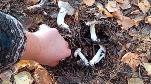 Вот это мы кайфанули!!! Два дня в лесу!! Грибы Серушки и Зеленушки!!