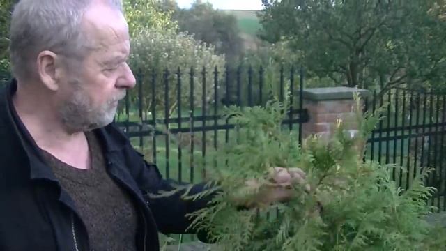 Tuja смотреть онлайн