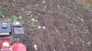 Мотоблок Кентавр 7 л с Перепашка седератов фрезами.
