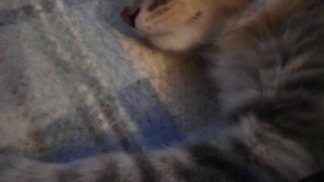 Котёнок Марципан спит и улыбается смотреть онлайн