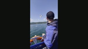 Россия. Байкал. Чайки.mp4