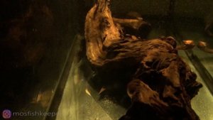 Северумы. Цихлазома северум роткейл красноплечий. Новая ротация в аквариуме.