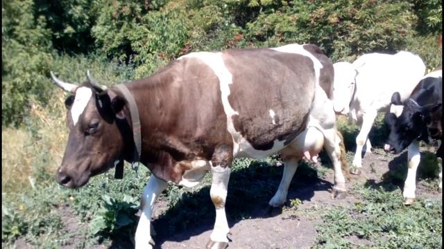 режим доения коров, зачем гоняю в обед смотреть онлайн