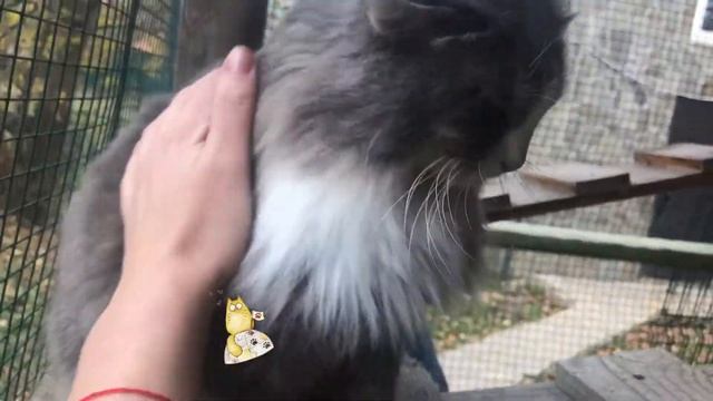 СНОВА МУМИ. КОШКА КОРОЛЕВА!!! ВЕЛИКОЛЕПНАЯ СЕРАЯ КИСА С ЗЕЛЕНЫМИ ГЛАЗАМИ