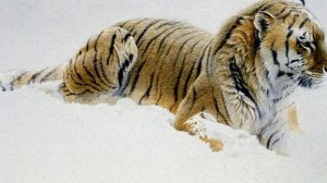 Автор ролика Виталий Тищенко. Канадский натуралист и художник Роберт Бейтман