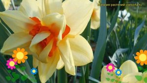 Нарцисс махровый Инноватор. Краткий обзор, описание характеристик, где купить луковицы Innovator