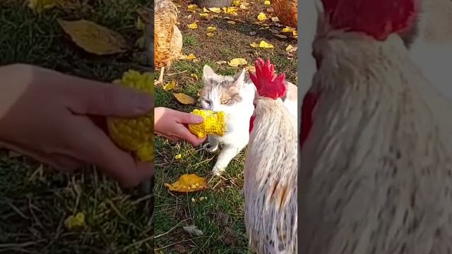 The cat is eating corn.The chickens take the corn from her.