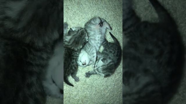 12 дней Котята и Папа Кот