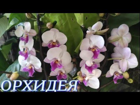 №№508/ Обзор СОРТОВЫХ орхидей в маг.  ОРХИДЕЯ  Есть уцененные ОРХИДЕИ.