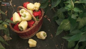 Болгарский перец вырастает с голову если сбрызнуть этим на цветки во время цветения и плодоношения!