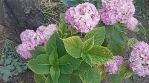 Крымская гортензия. И все таки она зацвела.