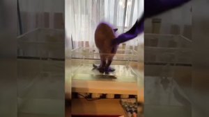 Приколы с животными.Мега смех.Гипер смех.Смех до упаду.