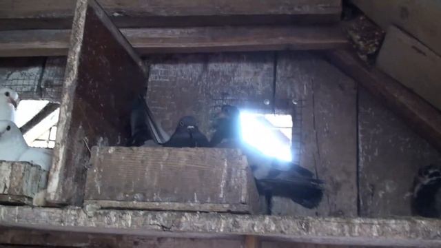 Чи треба догодовувати голубенят? смотреть онлайн