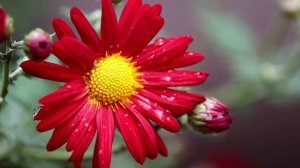 Осенняя зарисовка. После дождя.