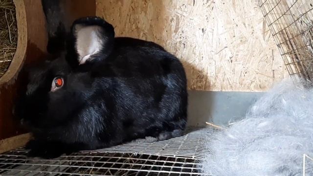 Крольчиха-Первокролочка окролилась,но не нарвала пуха,что же делать,как сохранить потомство? Выход. смотреть онлайн