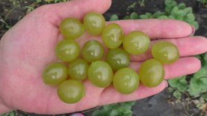 АНАНАСНЫЙ РАННИЙ виноград со вкусом сладкого ананаса.