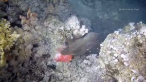 Мурена съела спящую рыбу. Moray attacks the fish.Красное море.