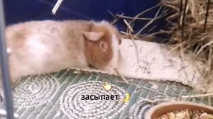 Svinki Family Blog :Где лучше купить морскую свинку?